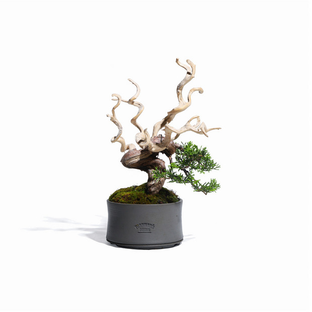真柏 -Japanese Juniper- (推定樹齢30年)-M0012- 詳細画像